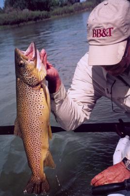 fishing trout fly fishing big horns wyoming buffalo ten sleep